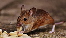 24 Hour & Emergency Exterminators in Saint Marys, MD